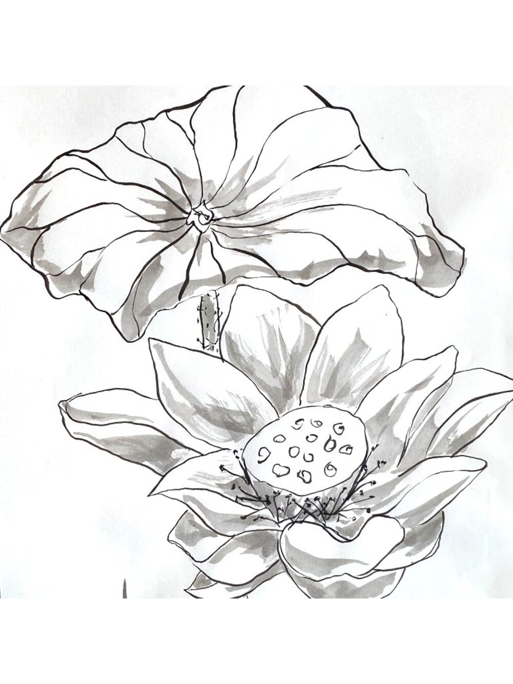 Lotus in Full Bloom Original Art Asian Style Sumi-eInk Watercolor Painting 11x14